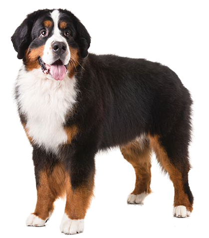 Bernese Mountain Dog