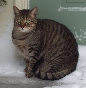 Cleo in snow