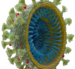 Coronavirus Click for Larger Image
