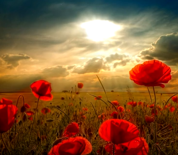 Poppies Rays of Sunshine and Hope