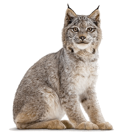 bobcat