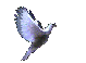 flying dove