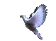 flying dove