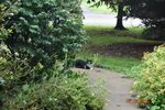 Cat on Walkway 1792