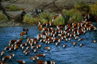 Cattle Crossing River