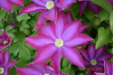 Flowers Around House 2017 