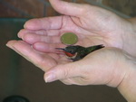 Hummingbird Gloria's Hand with Quarter