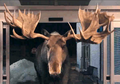 Moose