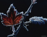 Maple Leaf with Frost