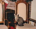 Cleo's First Christmas