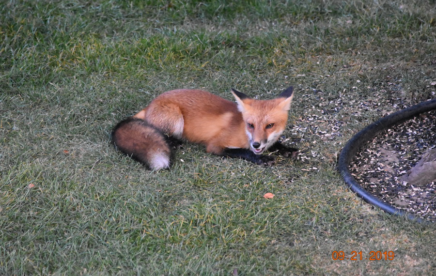 Fox in Back Yard 2019